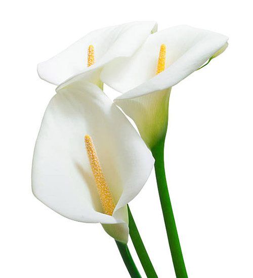 Biały kwiat z łodygą